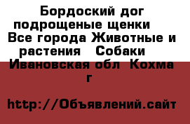 Бордоский дог подрощеные щенки.  - Все города Животные и растения » Собаки   . Ивановская обл.,Кохма г.